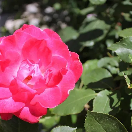 Clios House Semesterbostad Kavalleraina