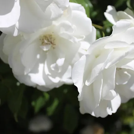 Clios House Kavalleraina