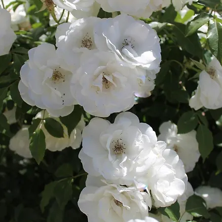 Tatil Evi Clios House Kavalleraina